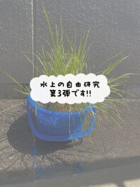 水上の自由研究　第３弾です！